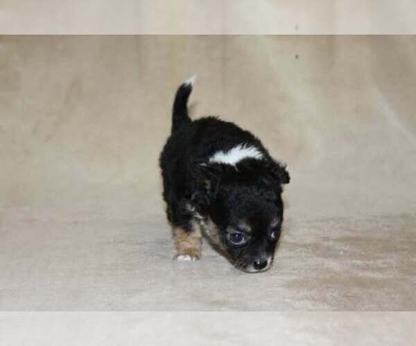 Medium Photo #23 Chihuahua Puppy For Sale in HUDSONVILLE, MI, USA