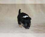 Small Photo #23 Chihuahua Puppy For Sale in HUDSONVILLE, MI, USA