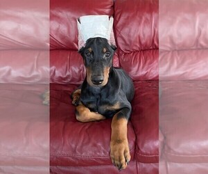 Doberman Pinscher Puppy for sale in EAU CLAIRE, WI, USA
