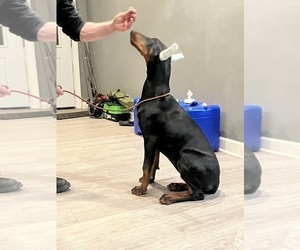 Medium Doberman Pinscher