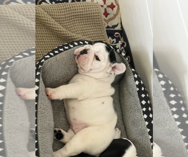 Medium Photo #41 English Bulldog Puppy For Sale in FAYETTEVILLE, NC, USA