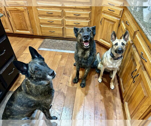 Medium Photo #2 German Shepherd Dog-Holland Shepherd Mix Puppy For Sale in Imlay City, MI, USA