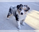 Small #4 Australian Shepherd