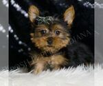 Puppy Taco ACA Yorkshire Terrier
