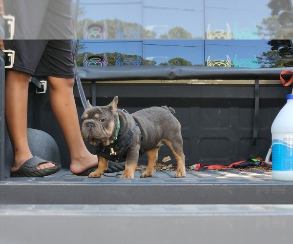 Medium Photo #10 French Bulldog Puppy For Sale in CONYERS, GA, USA