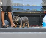 Small #9 French Bulldog