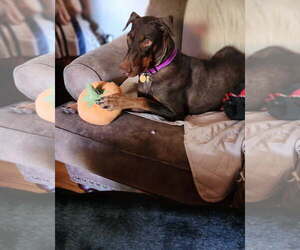Freya - Female Doberman Pinscher Dog for Adoption - Photo #3