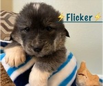 Puppy Flicker English Cream Golden Retriever-Great Pyrenees Mix