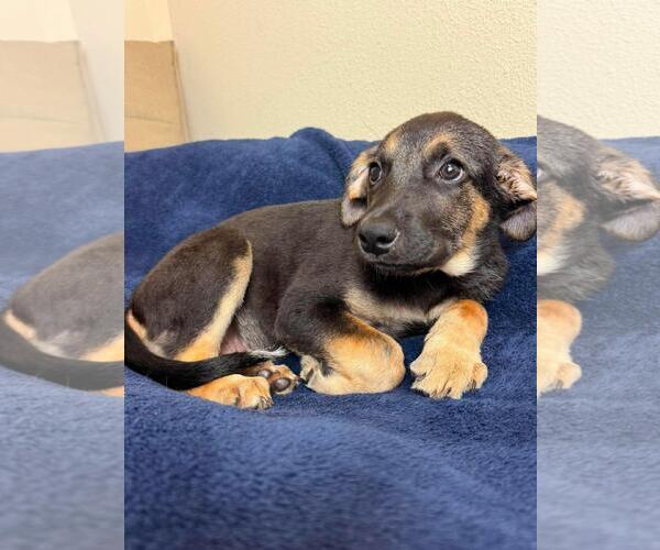 Medium Photo #3 Labrottie Puppy For Sale in Rockwall, TX, USA
