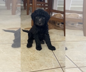 Goldendoodle Puppy for sale in CIBOLO, TX, USA