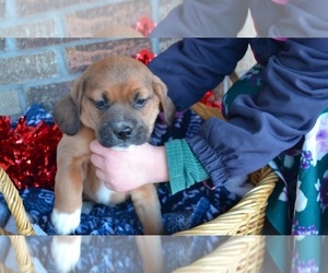 Puggle Puppy for sale in GREENWOOD, WI, USA