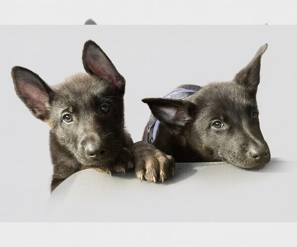 Medium Photo #2 German Shepherd Dog Puppy For Sale in Orlando, FL, USA