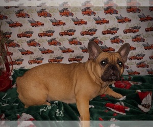 Mother of the French Bulldog puppies born on 05/24/2025