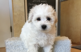 Puppyfinder.com: Bichon Frise puppies puppies for sale ...