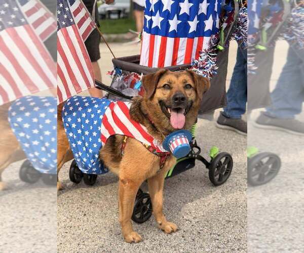 Medium Photo #9 Mutt Puppy For Sale in Mundelein, IL, USA