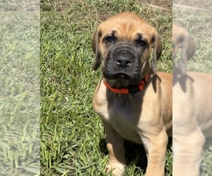 Medium Great Dane