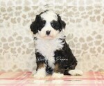 Small Photo #4 Miniature Bernedoodle Puppy For Sale in DENVER, PA, USA