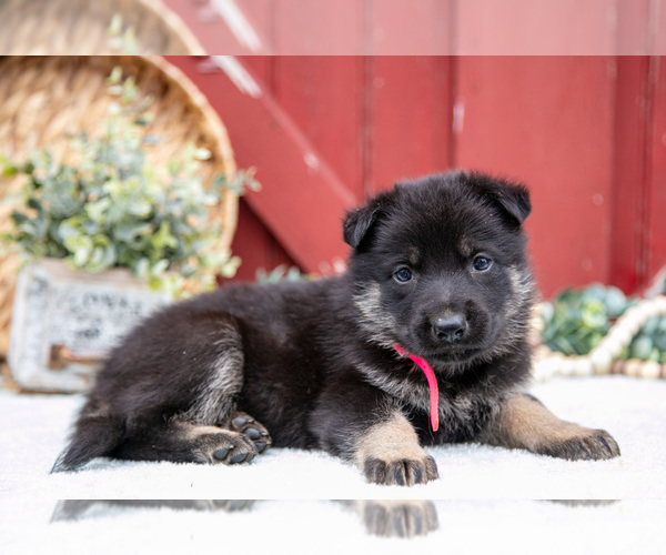 Medium Photo #18 German Shepherd Dog Puppy For Sale in PARKESBURG, PA, USA