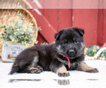 Small Photo #18 German Shepherd Dog Puppy For Sale in PARKESBURG, PA, USA
