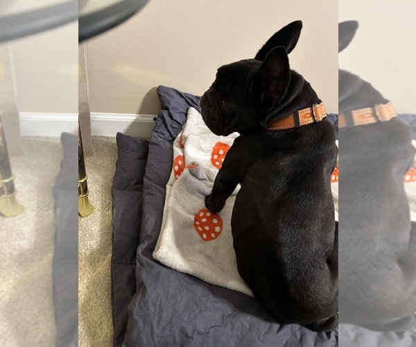 Medium Photo #3 American French Bull Terrier Puppy For Sale in LOCKPORT, IL, USA