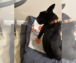 Small #2 American French Bull Terrier