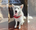 Small #23 Huskies  Mix