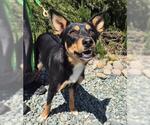 Small Australian Kelpie Mix