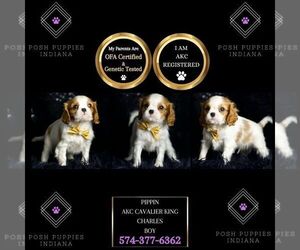 Cavalier King Charles Spaniel Puppy for sale in WARSAW, IN, USA