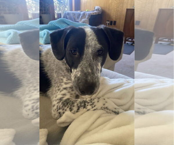 Medium Photo #21 Mutt Puppy For Sale in Euless, TX, USA