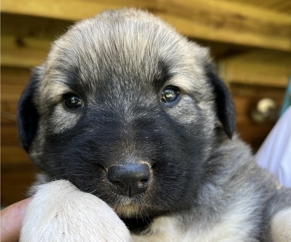 Medium Photo #1 Anatolian Shepherd Puppy For Sale in MUNFORD, TN, USA