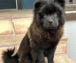 Small #3 Chow Chow