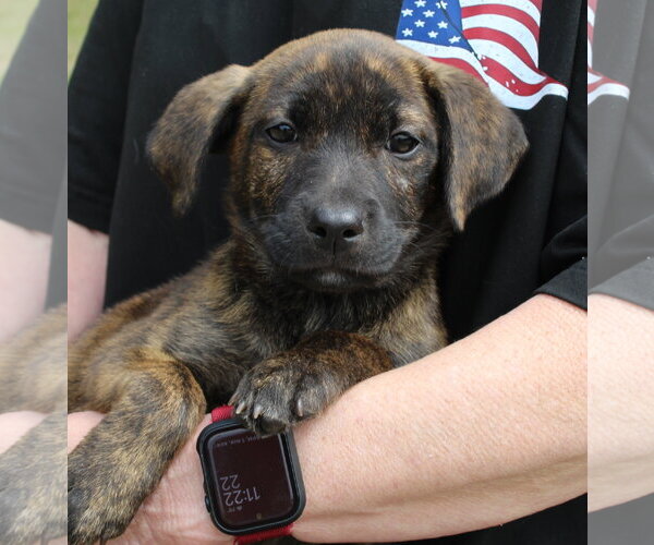 Medium Photo #1 Labrador Retriever-Unknown Mix Puppy For Sale in Prattville, AL, USA