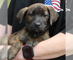 Small Labrador Retriever Mix