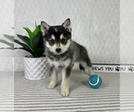 Small #1 Pomsky