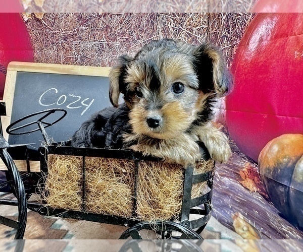 Medium Photo #15 Morkie Puppy For Sale in CASSVILLE, MO, USA