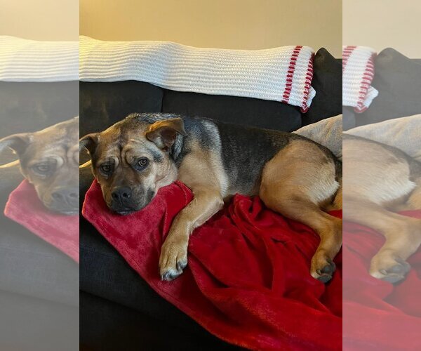 Medium Photo #1 Rottweiler-Unknown Mix Puppy For Sale in pomfret, CT, USA