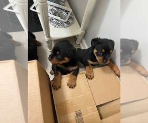 Rottweiler Puppy for sale in POWDER SPRINGS, GA, USA