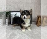 Small #4 Pembroke Welsh Corgi