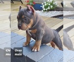 Small Photo #21 American Bully Puppy For Sale in ROCKVILLE, MD, USA