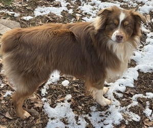 Father of the Miniature Australian Shepherd puppies born on 09/13/2025