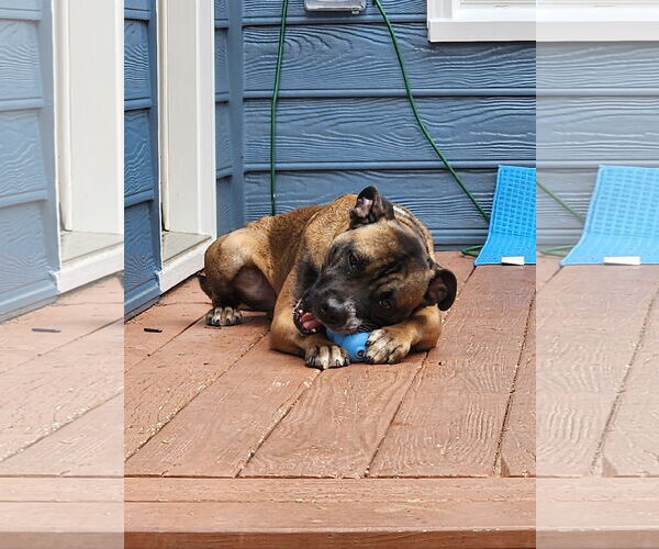 Medium Photo #17 Boxer-Unknown Mix Puppy For Sale in Holly Springs, NC, USA