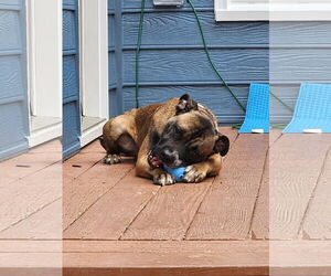 Kobe - Male Boxer-Unknown Mix Dog for Adoption - Photo #17