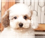 Small #1 Poodle (Toy)
