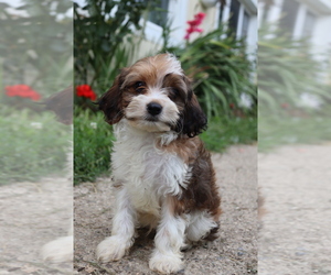 Cavapoo Puppy for sale in WEST SALEM, OH, USA
