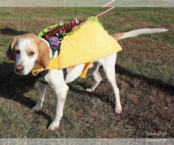 Medium Photo #4 Beagle-Unknown Mix Puppy For Sale in Bedford, VA, USA