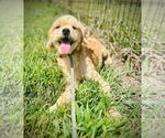 Small #2 Cockapoo