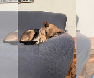 Molly - Female German Shepherd Dog Dog for Adoption - Photo #4
