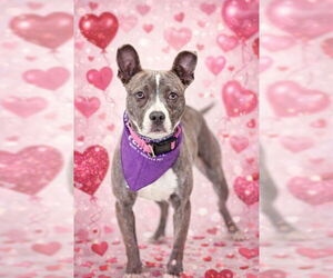 Mutt Dogs for adoption in Belleville, IL, USA