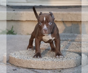 American Bully Puppy for sale in CHAMPAIGN, IL, USA