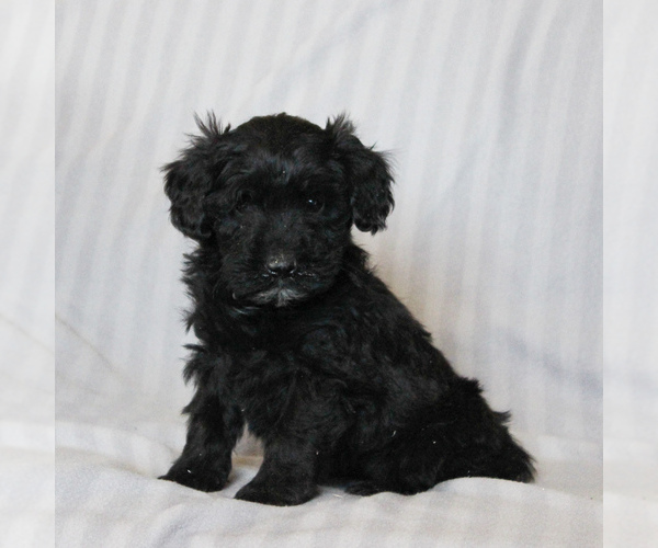 Medium Photo #2 Poodle (Miniature)-Whoodle Mix Puppy For Sale in GAP, PA, USA